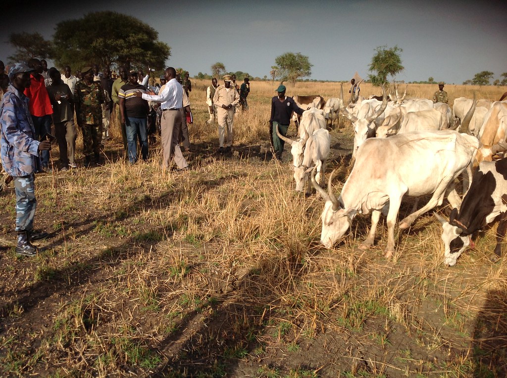 Bentiu raiders voluntarily return over 300 cattle