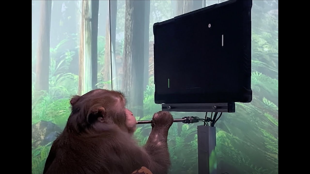 Neuralink wires up a monkey, humans are next