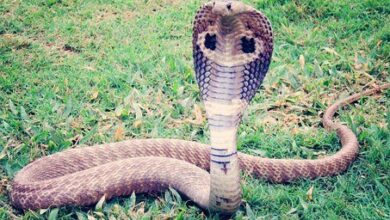 Three die as snakes wreak havoc in Kwajok
