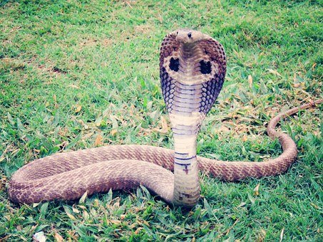 Three die as snakes wreak havoc in Kwajok