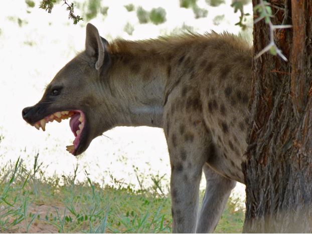 Three killed as stray hyena terrorizes Warrap State