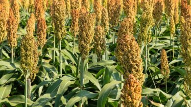 Agriculture remains the masterstroke for transforming the economy
