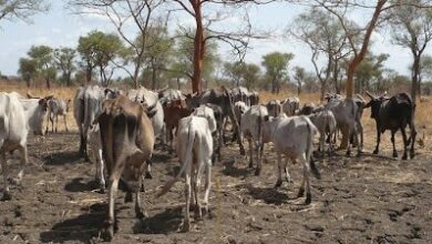 Armed youth steal herds of cattle from Uganda