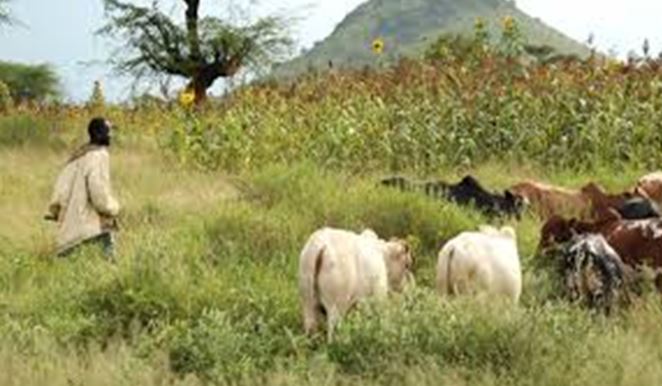 Mundri East County orders Mundari herders to leave area