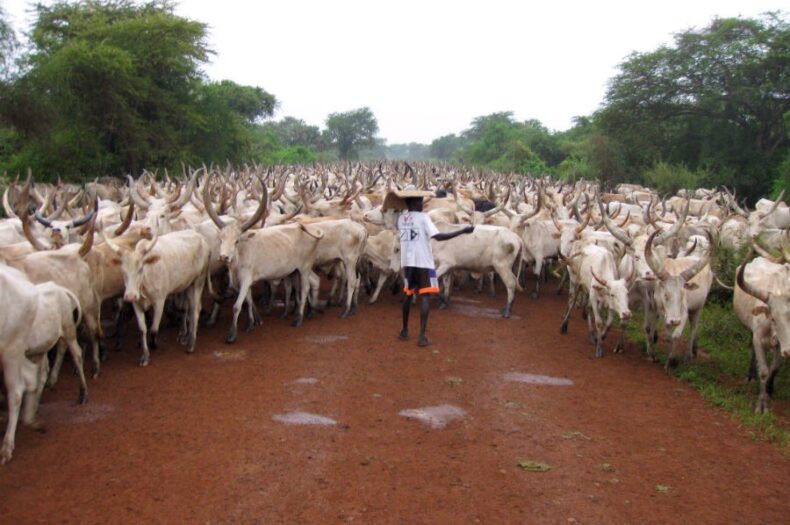 Pibor, Jonglei seek fair dowry to end cattle raiding