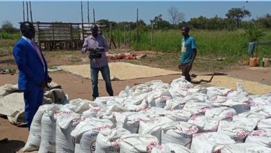 Magwi County farmers make losses out of glut