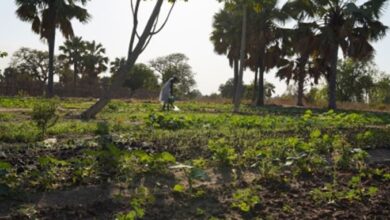 Farmers in Wau tutored on modern agriculture