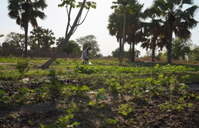 Farmers in Wau tutored on modern agriculture