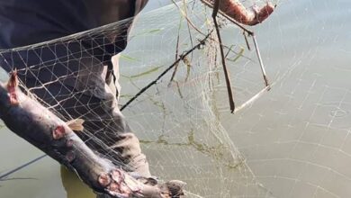 Experts in Aweil to investigate strange fish disease