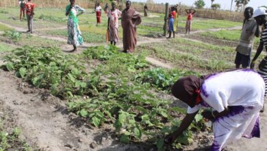 Western Bahr el-Ghazal women receive agricultural equipment