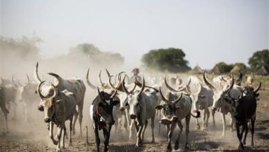 Authorities raise alarm after ten people die, 13 wounded in Cueibet cattle raid