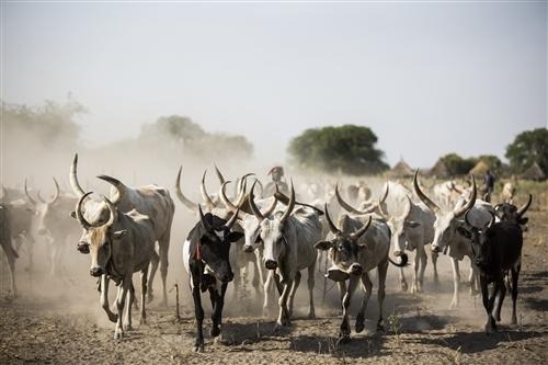 Authorities raise alarm after ten people die, 13 wounded in Cueibet cattle raid