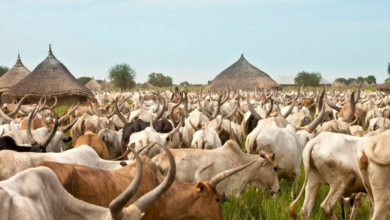 Cattle rustlers steal 40 heads of livestock in Turalei Payam, Warrap