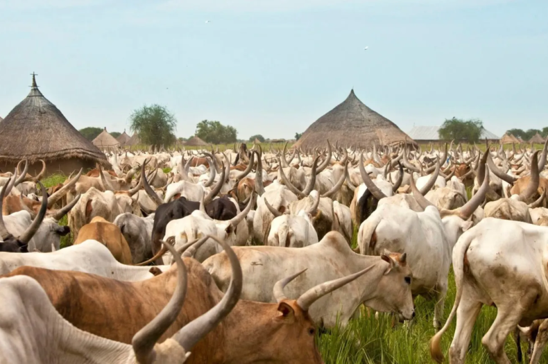 Cattle rustlers steal 40 heads of livestock in Turalei Payam, Warrap